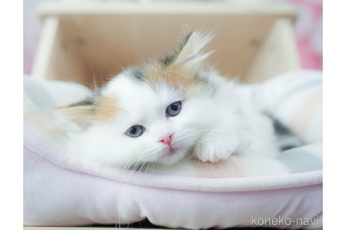 販売中の神奈川県のミヌエット(短足)-119791の8枚目