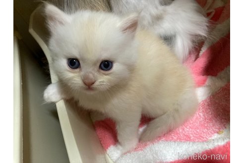 販売中の三重県のスコティッシュフォールド-119794の5枚目