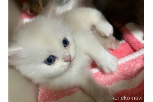 販売中の三重県のスコティッシュフォールド-119794の11枚目
