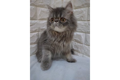 販売中の静岡県のエキゾチックショートヘア-109489の4枚目