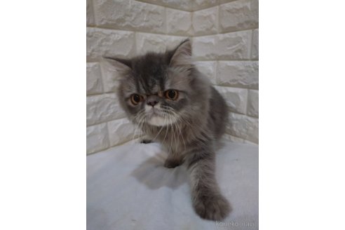 販売中の静岡県のエキゾチックショートヘア-109489の2枚目