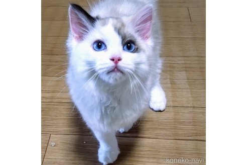 販売中の静岡県のラグドール-116507
