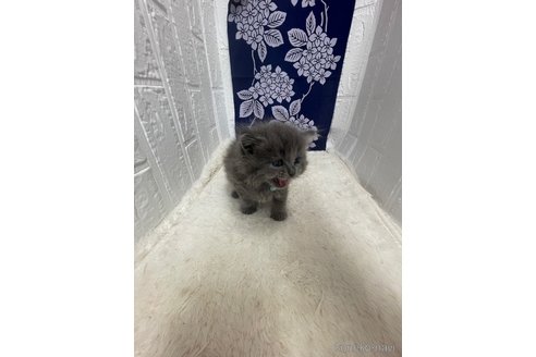 販売中の鳥取県のブリティッシュロングヘア-119910の12枚目