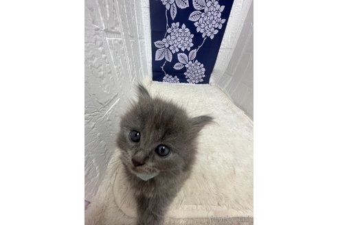 販売中の鳥取県のブリティッシュロングヘア-119910の14枚目