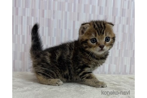 販売中の千葉県のスコティッシュフォールド(折れ耳)-119937の3枚目