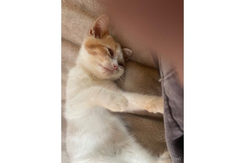 販売中の愛知県のミヌエット-116039の1枚目