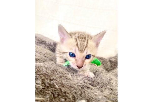 販売中の静岡県のベンガル-118731の109枚目