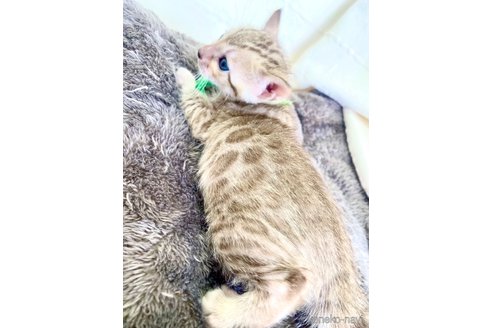 販売中の静岡県のベンガル-118731の101枚目