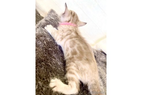 販売中の静岡県のベンガル-117510の58枚目