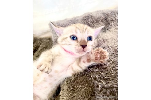 販売中の静岡県のベンガル-117510の60枚目