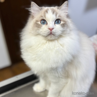 Lanaちゃん1枚目