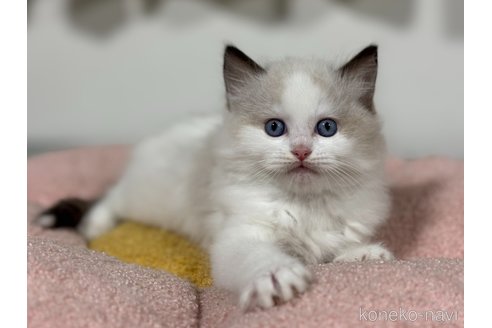 販売中の神奈川県のラグドール-118744の23枚目