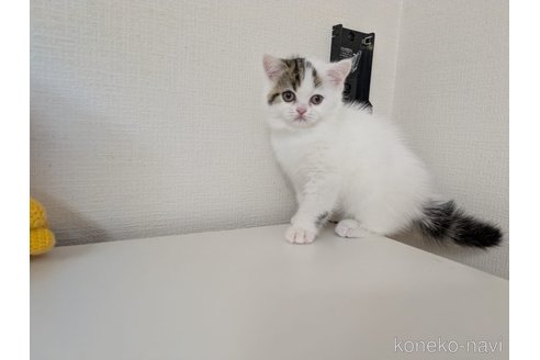 販売中の大阪府のミヌエット-114569の3枚目