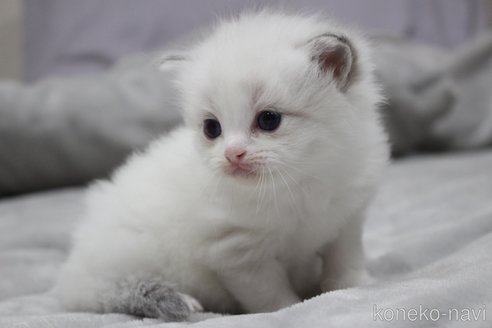 販売中の山梨県のラグドール-119961の3枚目
