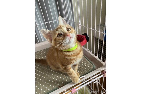 販売中の福岡県のアメリカンショートヘア-118173の4枚目