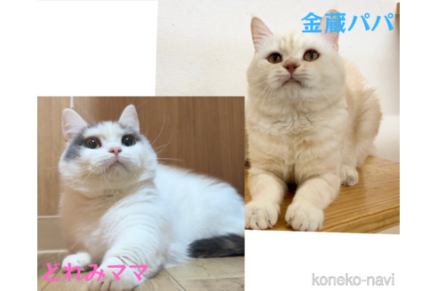 販売中の岐阜県のマンチカン(短足)-118519の2枚目