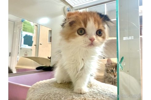 販売中の北海道のフォールデックス-114076の4枚目
