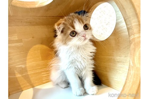 販売中の北海道のフォールデックス-114076の3枚目