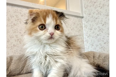 販売中の北海道のフォールデックス-114076の2枚目