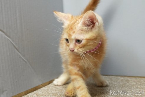 販売中の埼玉県のアメリカンショートヘア-116370の3枚目