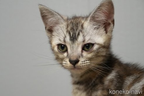 販売中の埼玉県のアメリカンショートヘア-116375の2枚目