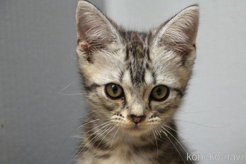 販売中の埼玉県のアメリカンショートヘア-116379の4枚目