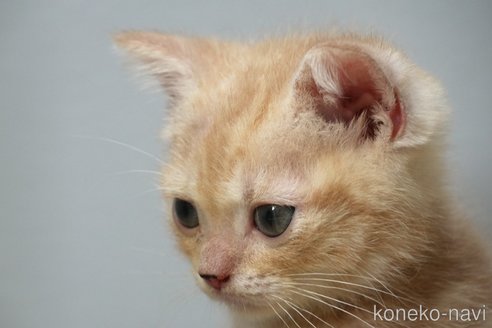 販売中の埼玉県のアメリカンショートヘア-116398の2枚目