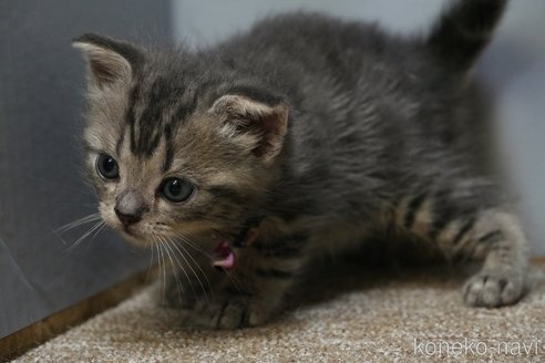 販売中の埼玉県のアメリカンショートヘア-119404の9枚目