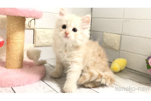 販売中の埼玉県のマンチカン-118082の10枚目