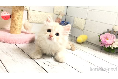 販売中の埼玉県のマンチカン-118082の13枚目