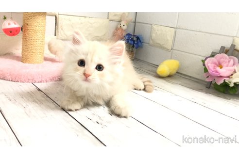 販売中の埼玉県のマンチカン-118082の3枚目