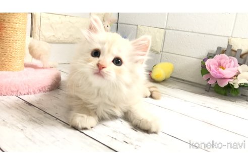 販売中の埼玉県のマンチカン-118082の4枚目