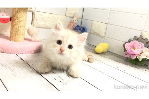 販売中の埼玉県のマンチカン-118082の8枚目