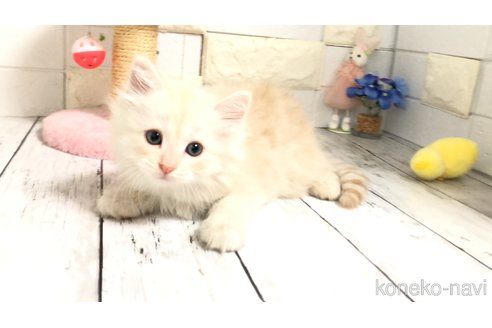 販売中の埼玉県のマンチカン-118082の7枚目