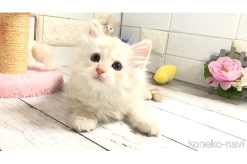 販売中の埼玉県のマンチカン-118082