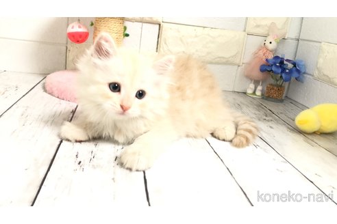販売中の埼玉県のマンチカン-118082の5枚目