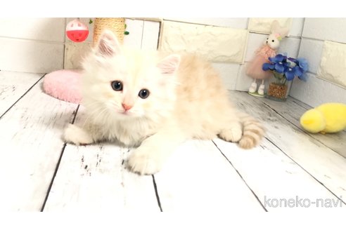 販売中の埼玉県のマンチカン-118082の6枚目