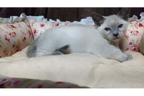 販売中の愛知県のシャム(サイアミーズ)-119997の2枚目