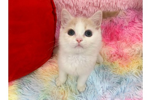 販売中の大阪府のスコティッシュフォールド-114400の2枚目