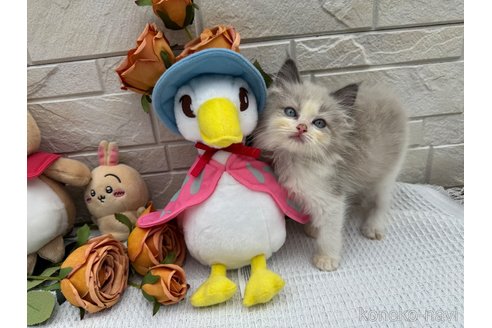 販売中の埼玉県のラグドール-120014の5枚目