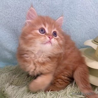 販売中の大阪府のマンチカン-120003の6枚目