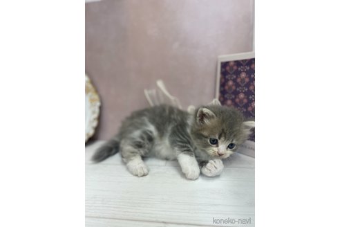 販売中の兵庫県のサイベリアン-119980の6枚目