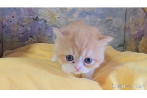 販売中の長野県のエキゾチックショートヘア-120016の2枚目
