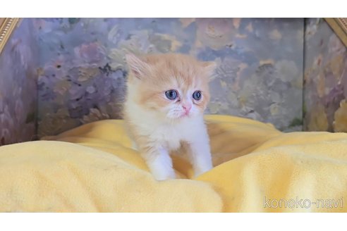 販売中の長野県のエキゾチックショートヘア-120016の4枚目