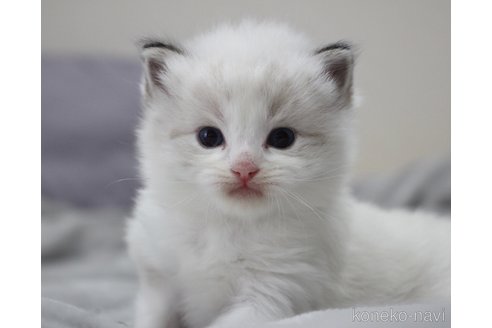 販売中の山梨県のラグドール-120017の2枚目