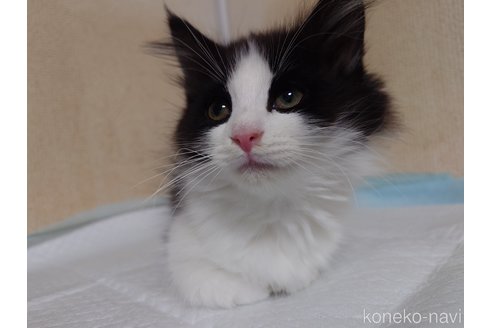 販売中の埼玉県のノルウェージャンフォレストキャット-115859の6枚目