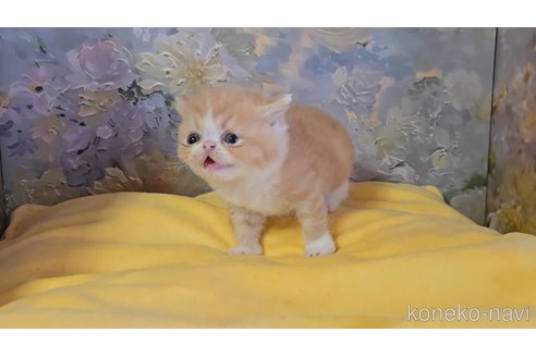販売中の長野県のエキゾチックショートヘア-120018の3枚目