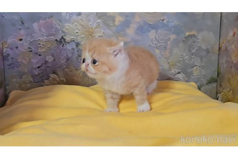 販売中の長野県のエキゾチックショートヘア-120018の4枚目