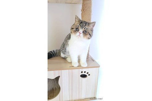販売中の長野県のエキゾチックショートヘア-120019の3枚目