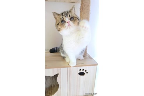 販売中の長野県のエキゾチックショートヘア-120019の4枚目